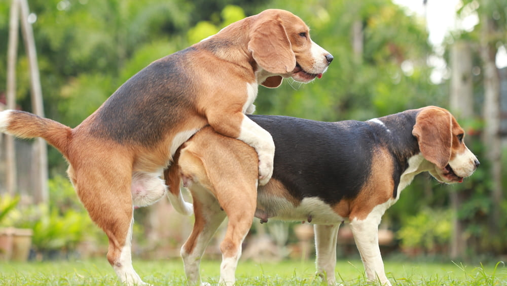 Спаривание собак (вязка): когда, с кем и как «свести» питомца